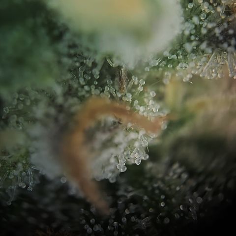Amnesia Haze Auto Run #1 growlog timeline photo