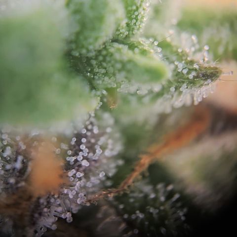 Amnesia Haze Auto Run #1 growlog timeline photo