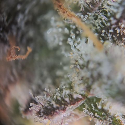 Blue Dream Auto Run #1 growlog timeline photo