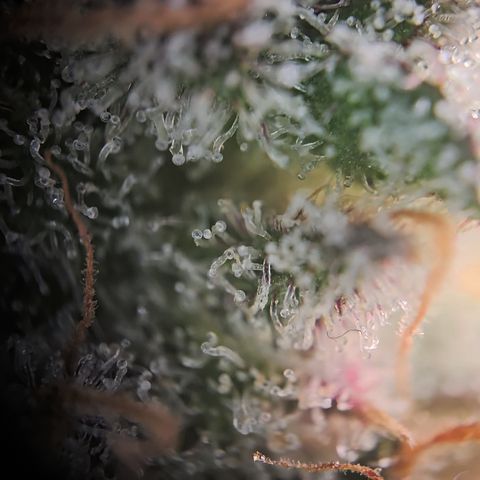 Blue Dream Auto Run #1 growlog timeline photo