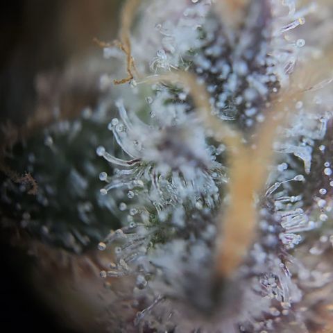 Blue Dream Auto Run #1 growlog timeline photo