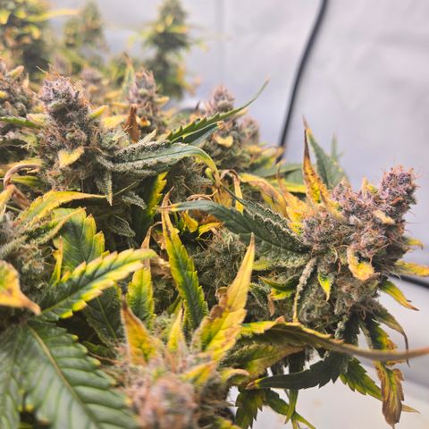 Blue Dream Auto Run #1 growlog timeline photo
