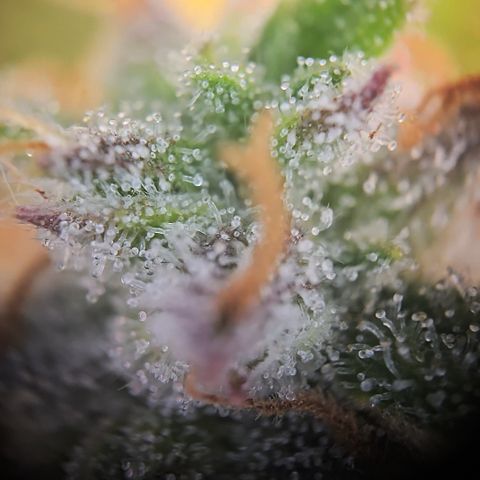Gorilla Auto Run #1 growlog timeline photo