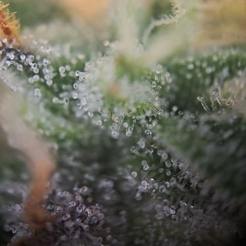 Gorilla Auto Run #1 growlog timeline photo