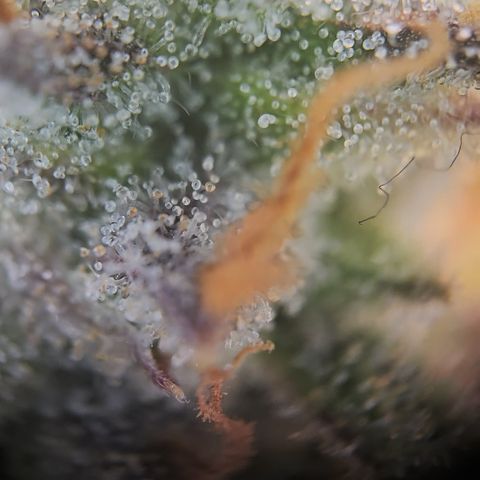 Gorilla Auto Run #1 growlog timeline photo