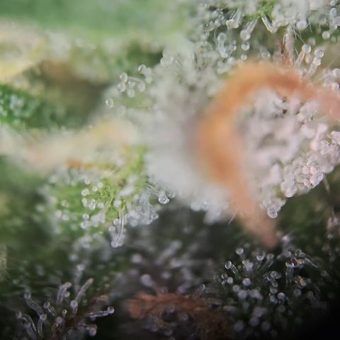 Amnesia Haze Auto Run #1 growlog timeline photo