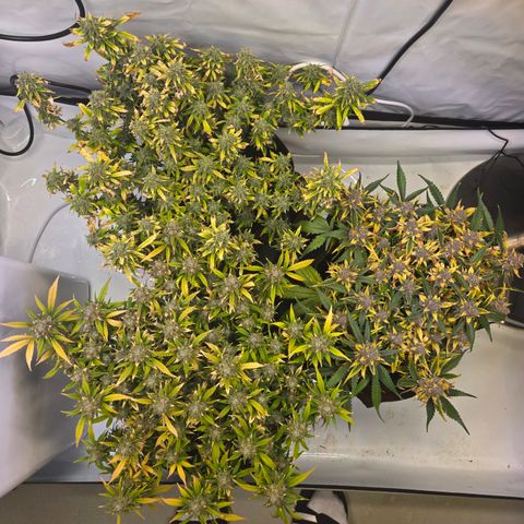 Gorilla Auto Run #1 growlog timeline photo