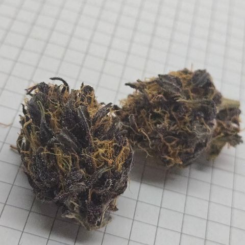 Purple Lemonade Auto Run #1 growlog timeline photo