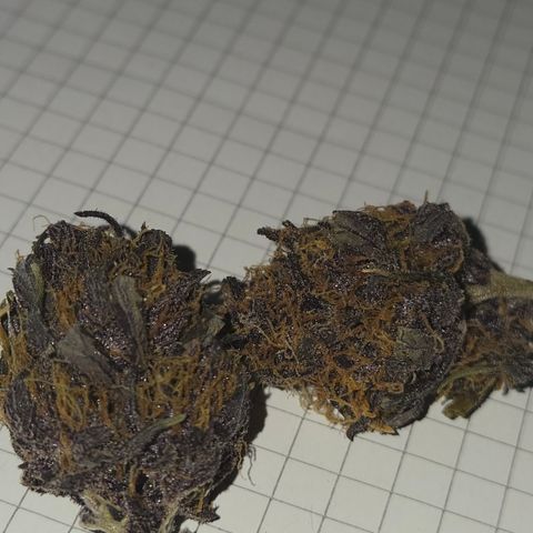 Purple Lemonade Auto Run #1 growlog timeline photo
