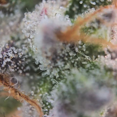 Gorilla Auto Run #1 growlog timeline photo
