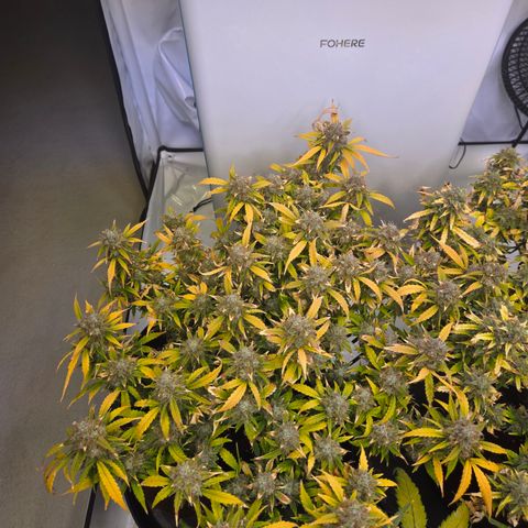 Gorilla Auto Run #1 growlog timeline photo