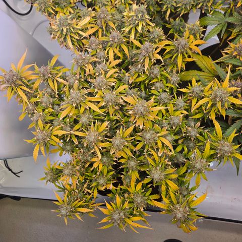 Gorilla Auto Run #1 growlog timeline photo