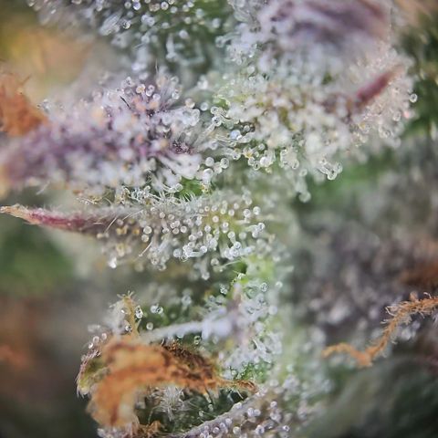 Gorilla Auto Run #1 growlog timeline photo