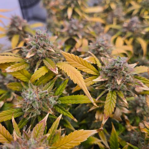Gorilla Auto Run #1 growlog timeline photo