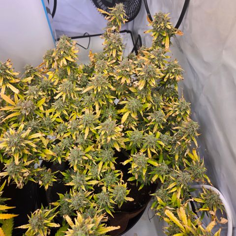 Amnesia Haze Auto Run #1 growlog timeline photo