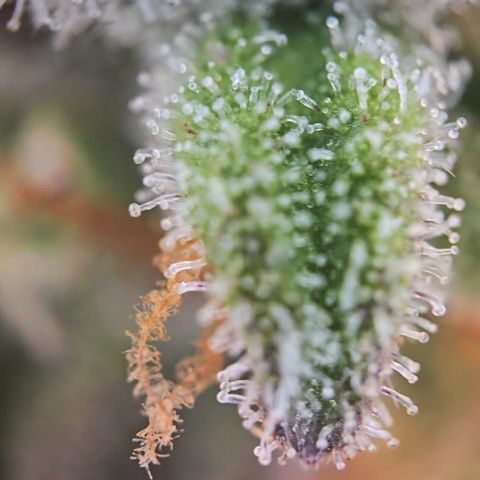 Amnesia Haze Auto Run #1 growlog timeline photo
