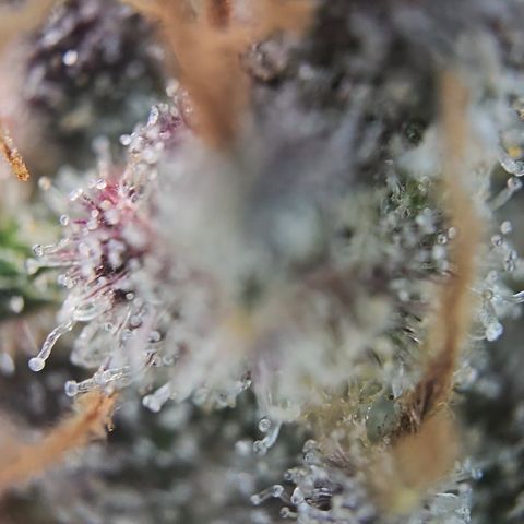 Blue Dream Auto Run #1 growlog timeline photo