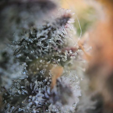 Blue Dream Auto Run #1 growlog timeline photo