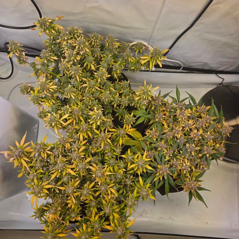 Gorilla Auto Run #1 growlog timeline photo