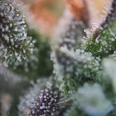 Amnesia Haze Auto Run #1 growlog timeline photo