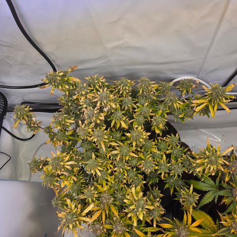 Amnesia Haze Auto Run #1 growlog timeline photo