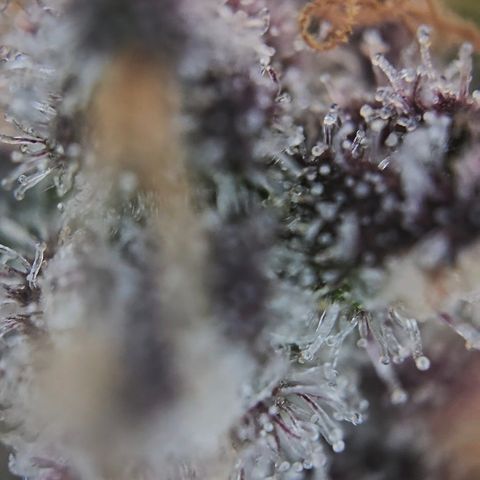 Blue Dream Auto Run #1 growlog timeline photo