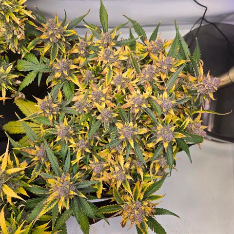 Blue Dream Auto Run #1 growlog timeline photo