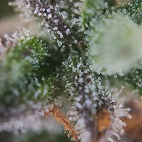 Amnesia Haze Auto Run #1 growlog timeline photo