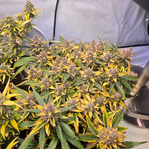 Blue Dream Auto Run #1 growlog timeline photo
