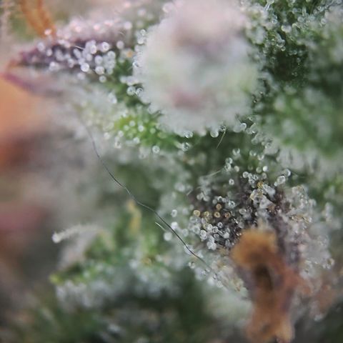 Gorilla Auto Run #1 growlog timeline photo
