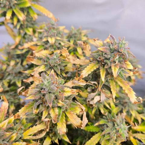 Amnesia Haze Auto Run #1 growlog timeline photo