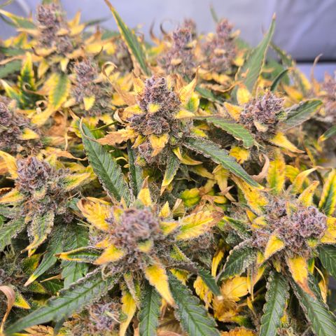 Blue Dream Auto Run #1 growlog timeline photo