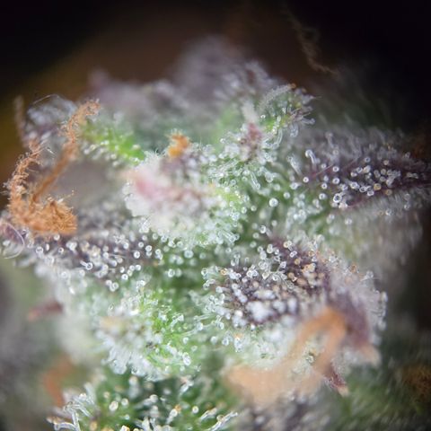 Gorilla Auto Run #1 growlog timeline photo