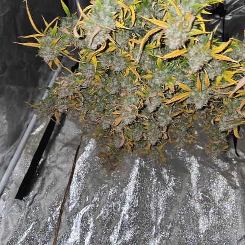 Gorilla Auto Run #1 growlog timeline photo