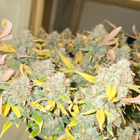 Gorilla Auto Run #1 growlog timeline photo