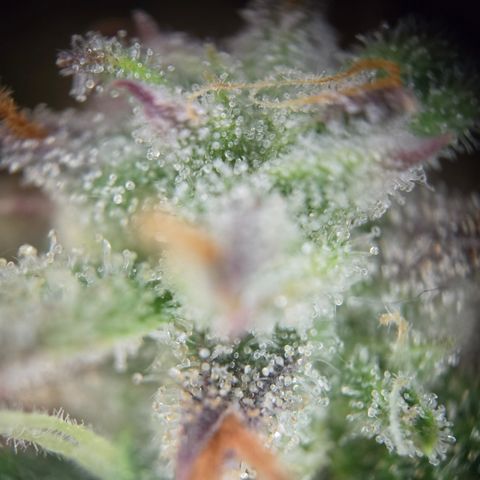 Gorilla Auto Run #1 growlog timeline photo