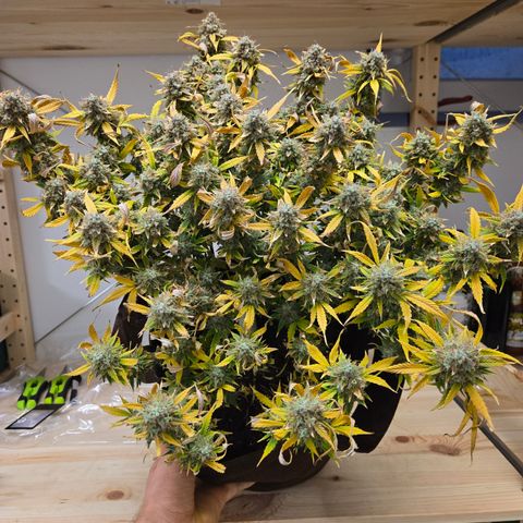 Gorilla Auto Run #1 growlog timeline photo