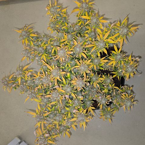 Gorilla Auto Run #1 growlog timeline photo