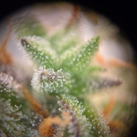 Amnesia Haze Auto Run #1 growlog timeline photo
