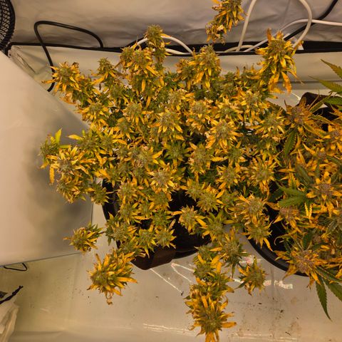 Amnesia Haze Auto Run #1 growlog timeline photo