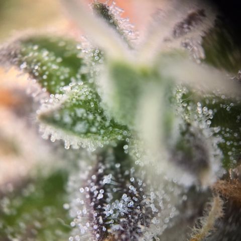 Amnesia Haze Auto Run #1 growlog timeline photo