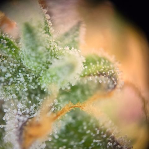 Amnesia Haze Auto Run #1 growlog timeline photo