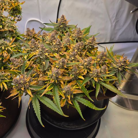 Blue Dream Auto Run #1 growlog timeline photo