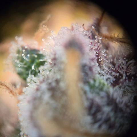 Blue Dream Auto Run #1 growlog timeline photo
