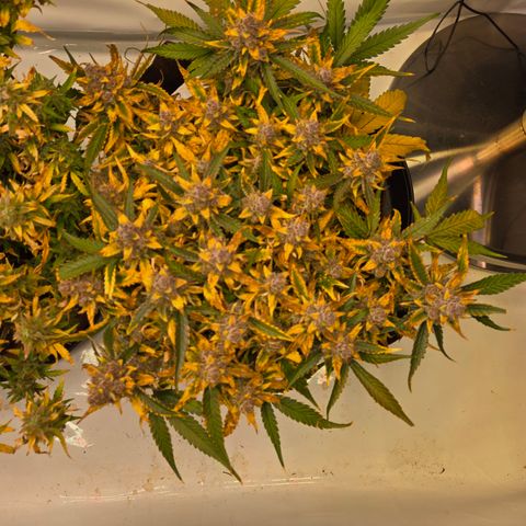 Blue Dream Auto Run #1 growlog timeline photo