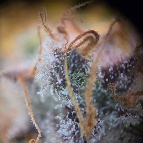 Blue Dream Auto Run #1 growlog timeline photo