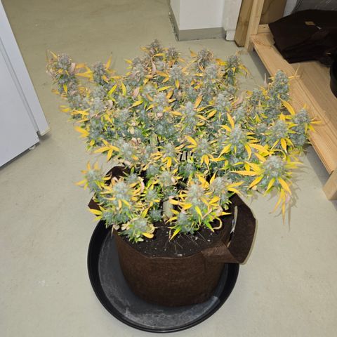 Gorilla Auto Run #1 growlog timeline photo