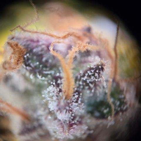 Blue Dream Auto Run #1 growlog timeline photo