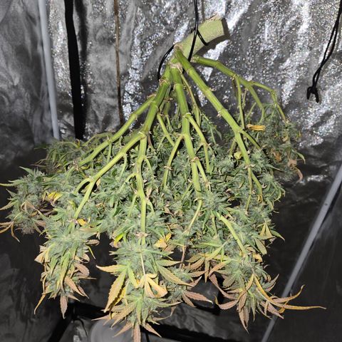 Gorilla Auto Run #1 growlog timeline photo