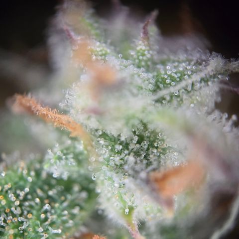 Gorilla Auto Run #1 growlog timeline photo